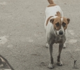 brown white female dog