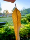 Leaves