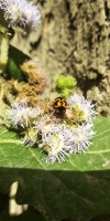 Beetle