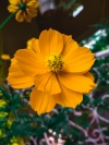 Cosmos