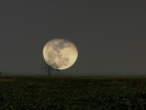 The moon and the tree