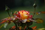 Pink rose
