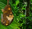 Squrriel jackfruit