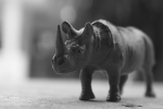 Rhino - Rhinoceros