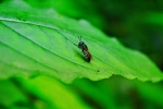 wild fly