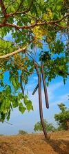 Golden shower tree