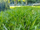 Grass