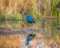 The Western Swamphen