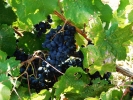 Grape