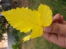 leaf