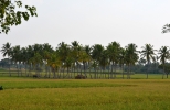 paddy fields