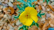 Mexican prickly poppy,