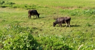 two cows