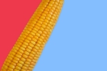 Fresh Corn on Color Background