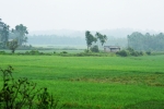 Paddy plant,paddy,paddy field,green,greens, greenery,water,farmland,farming,food,nature,natural,earth,