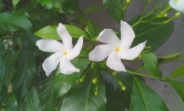 white flower 