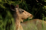Close-up of a Female Sambar Deer