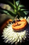 Honey hunting