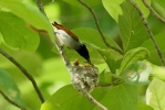 Asian Paradise flycatcher