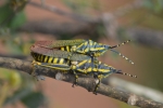 painted grasshopper