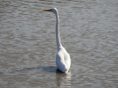 GREAT EGRET
