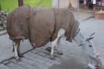 Cow with sweater