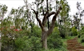 Nature craft