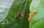 spider in the leaf