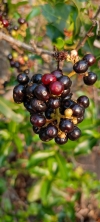 Ixora pavetta, 