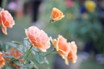 Rose flower