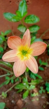 Rain Lily flower 