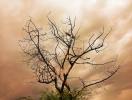 Lightning strike on tree