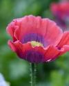 Pink poppy flower