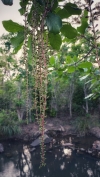 Kunbhi flowers 