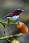 The purple-rumped sunbird 