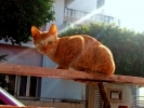 Billu