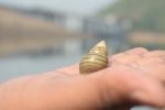 snail on hand
