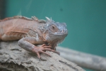 Another reptile
