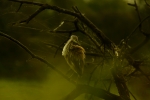 Bird Posing