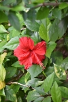 BEAUTIFUL RED COLOUR FLOWER - Sembaruthi (Hibiscus Rosa-Sinensis)