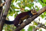 Indian Giant Squirrel 