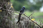 Black drongo - Rettai Vaal Kuruvi