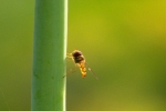 insect beauty