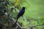 Black drongo - Rettai vaal kuruvi