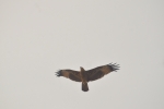 eagle fly