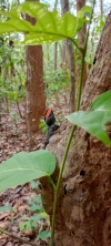 Rock agama  lizard 