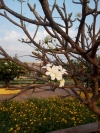 Blooming Flowers