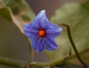 Violet flower