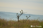 Birds,tree,nature,morning,sunrise,grass
