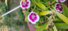 Blooming Flower